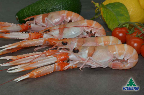 SCAMPI IRLANDA 21/30 PORCUP. P.N. 3X3KG CG