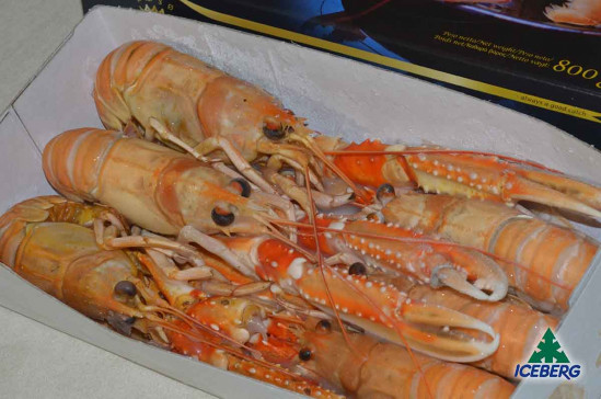 SCAMPI DANIMARCA LAESO 4/7 2X800GR+CG