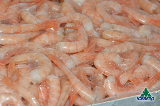 CODE GAMBERO ROSA M 2X1KG +CG