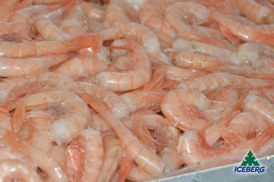 CODE GAMBERO ROSA M 2X1KG +CG