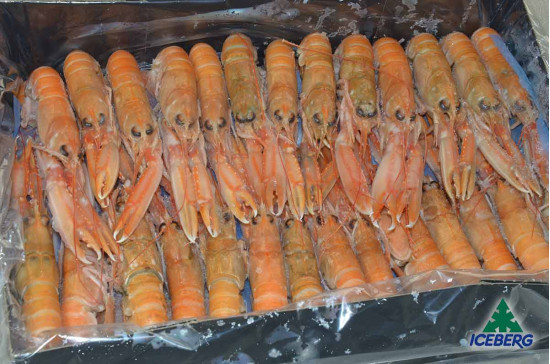 SCAMPI SASHIMI 16/20 IQF 1X3KG CG