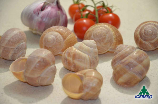 LUMACHE GUSCI                      4X50PZ  SG