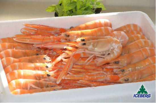 SCAMPI SCOZIA LAESO P.P. 11/15     4X1,35KGCG