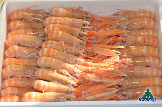 SCAMPI SCOZIA LAESO P.P. 16/20     4X1,35KGCG