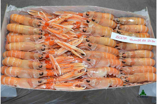 SCAMPI IRLANDA 21/30 P.N.          3X3KG   CG