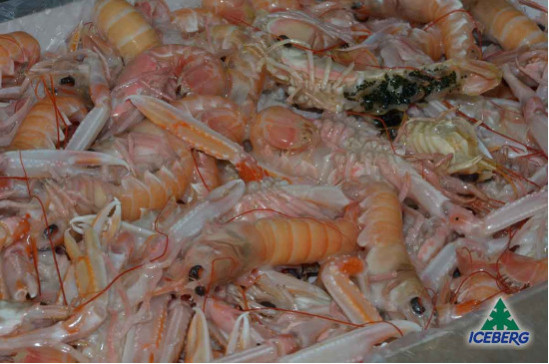 SCAMPI IRLANDA 31/40 P.N.          3X3KG   CG