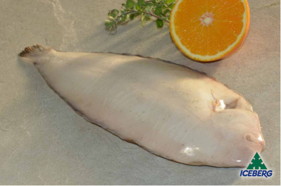 SOGLIOLA DEKKER 300/350 P.P.       1X4KG   CG