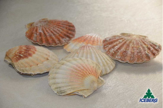 CAPPESANTE ATLANT. C/G G.B.5/7 MD  1X10KG  CG