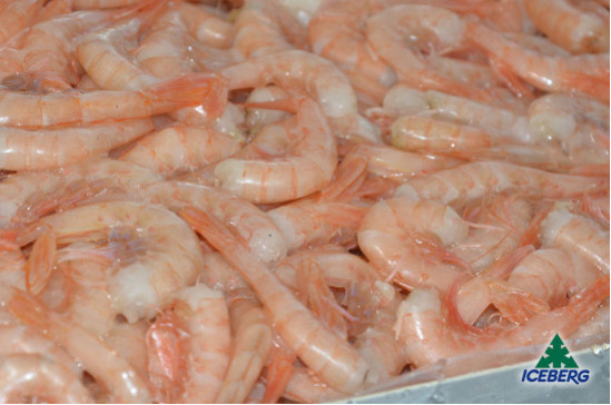 CODE GAMBERO ROSA M                2X1KG  +CG