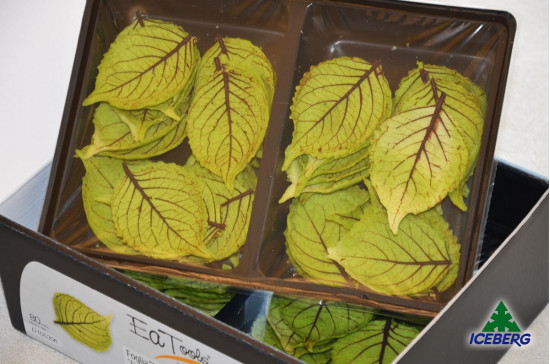 FOGLIA FINGER PRIMAVERILE          1X80PZ  FR