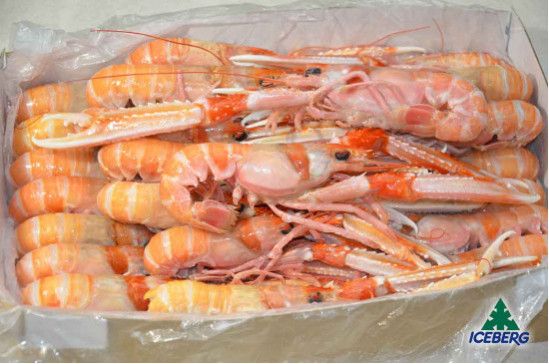 SCAMPI IRLANDA  6/10 P.N.          3X3KG   CG