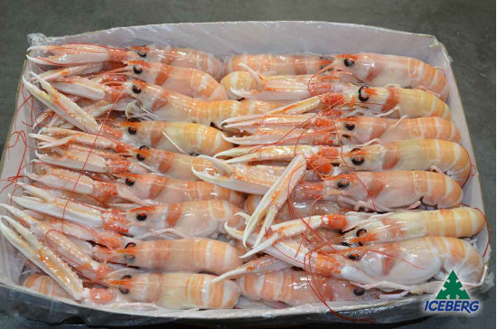 SCAMPI IRLANDA 11/15 P.N.          1X3KG  +CG