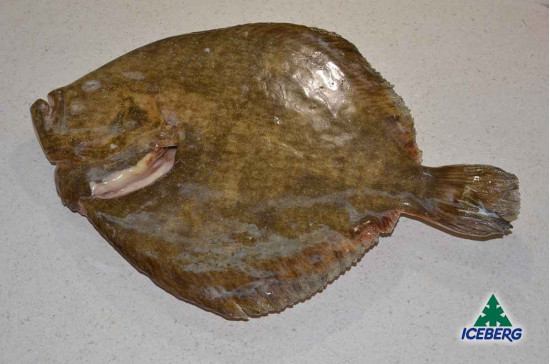 ROMBO CHIODATO DEKKER 1-2KG P.P.   1X8KG   CG