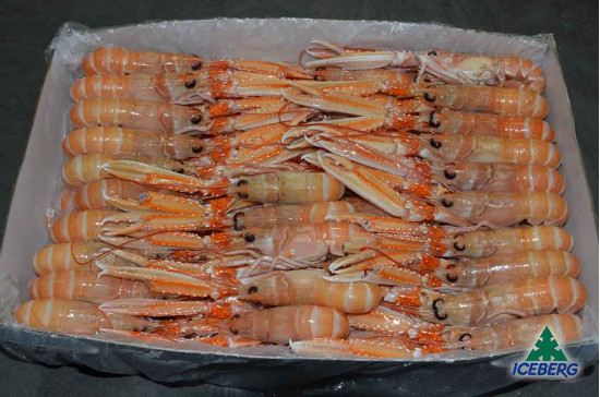 SCAMPI IRLANDA 16/20 P.N.          1X3KG  +CG