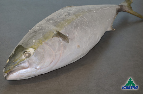 RICCIOLA DEL PACIFICO 3/5 KG P.V.  1X25KG  CG