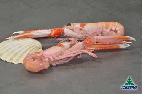 SCAMPI IRLANDA  6/10 PORCUP. P.N.  1X3KG  +CG