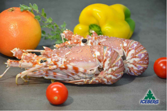 ARAGOSTE INDOPACIF. 150/300 FRIP.  8X1,5KG CG