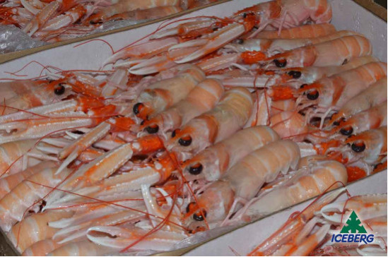SCAMPI IRLANDA 16/20 PORCUP. P.N.  3X3KG   CG