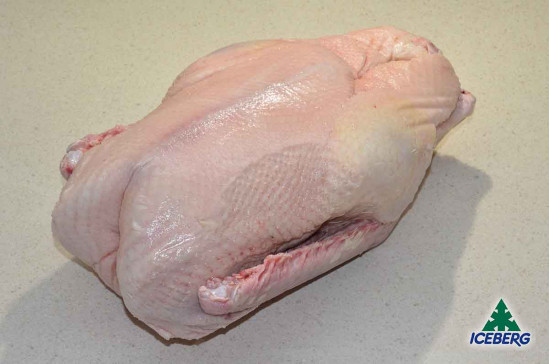 OCA BUSTO                          1X3PZ   CG