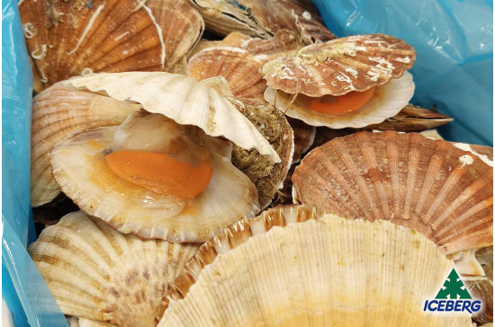 CAPPESANTE ATLANT. C/G 5/7         1X10KG  CG