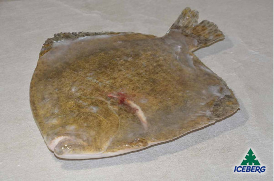 ROMBO CHIODATO DEKKER 800/1000 P.P.1X8KG   CG