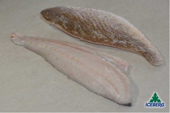 FILETTO OMBRINA ATLANTICA 80/120   1X6KG   CG