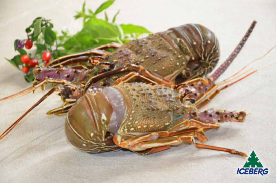 ARAGOSTE REALI CRUDE MAR.300/400 IWP 1X8KG CG