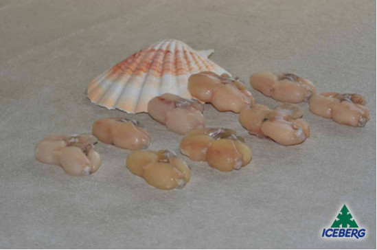 RANE COSCE 26/30 LB                12X800GRSG