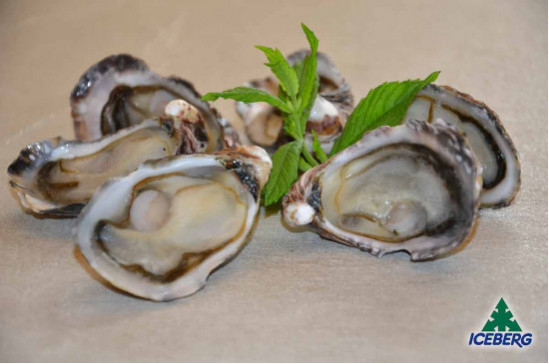 OSTRICA CONCAVA M/G                4X12PZ  CG