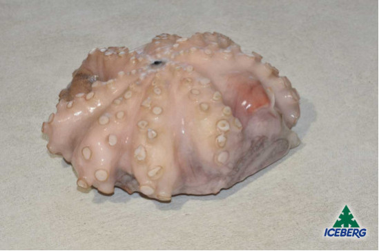 POLPO MAROCCO T6 0,8/1,2KG P.V. IQF1X5KG   CG