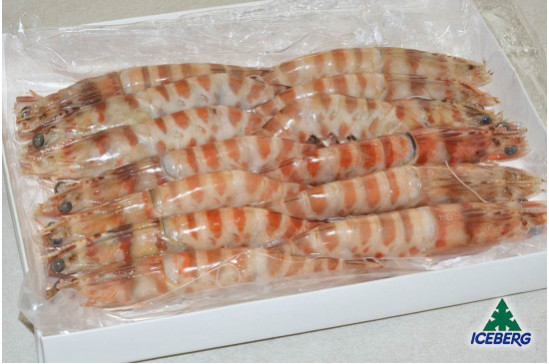 MAZZANCOLLE TUNISIA 00 (10/15)     2X800GR+CG