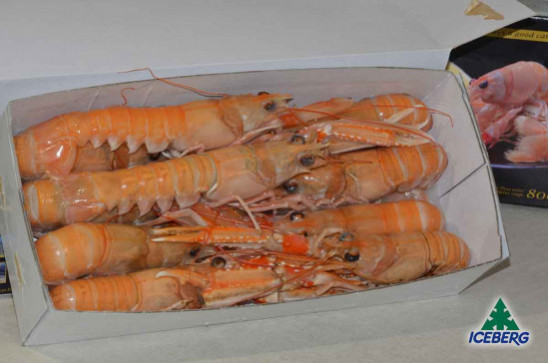 SCAMPI DANIMARCA LAESO  8/12       6X800GR CG