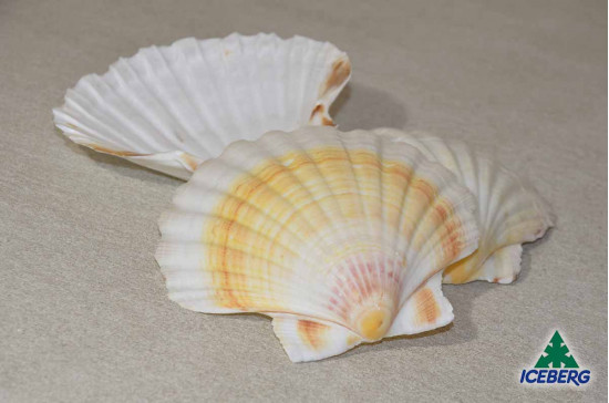 CAPPESANTE ATLANT. GUSCI           1X50PZ +CG