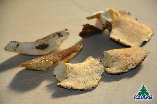 FUNGHI BARBONI E.                  5X1KG   CG