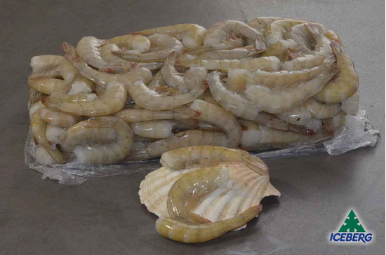 CODE MAZZ.LE TROP.EC. P.P. 36/40 S.2X2KG  +CG