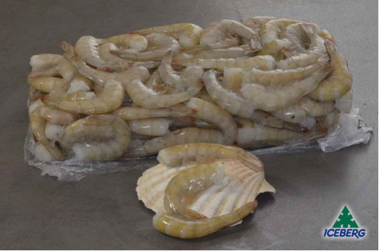 CODE MAZZ.LE TROP.EC. P.P. 36/40 S.2X2KG  +CG