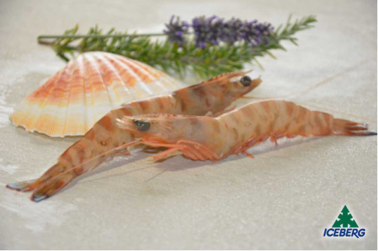 MAZZANCOLLE TUNISIA BB (31/40)     12X800GRCG