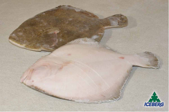 ROMBO CHIODATO DEKKER 300/500 P.P. 1X4KG   CG